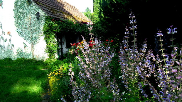 Szałwia muszkatołowa. Jest czerwcową ozdobą ogrodu, a z liści można robić bardzo zdrowy napar.