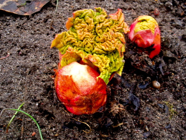 Tak wygląda marcowy rabarbar.