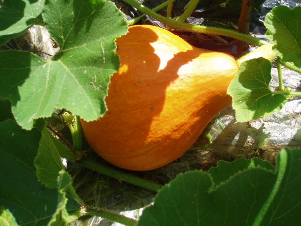 Taka dynia mi urosła.