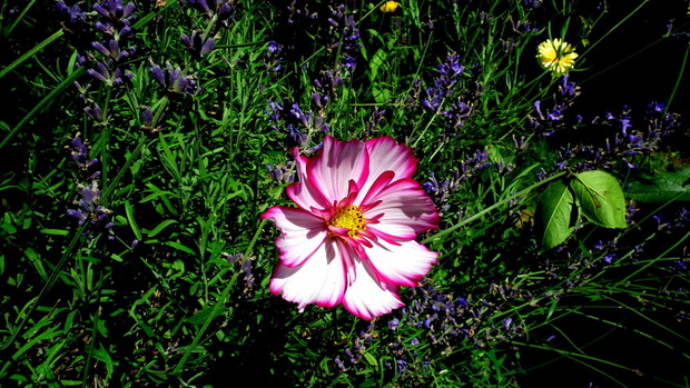 Taki ładny onętek.