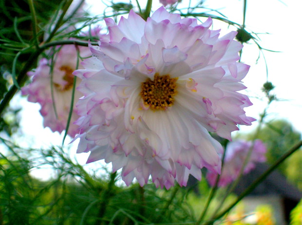 Taki piękny onętek.Niestety te pełne są jednoroczne i nie chcą się rozsiewać.