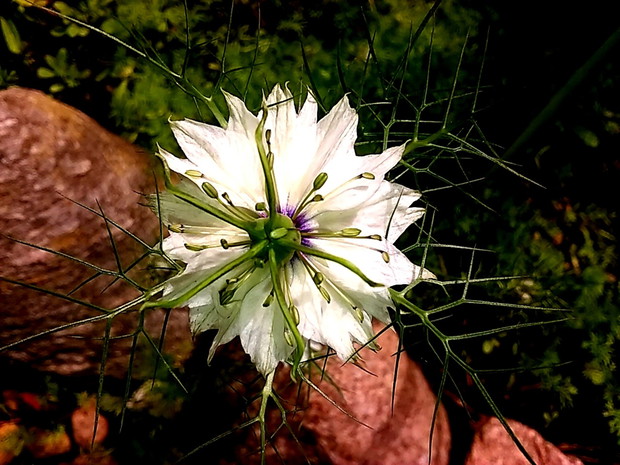 Takiej pięknej czarnuszki nie mogłam pominąć w czerwcowych zdjęciach.