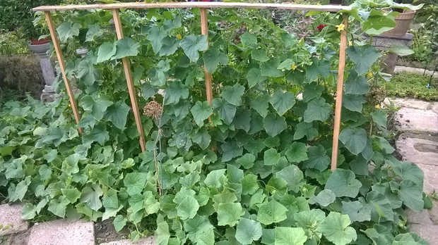 Tegoroczny "trzepak" na ogórki 