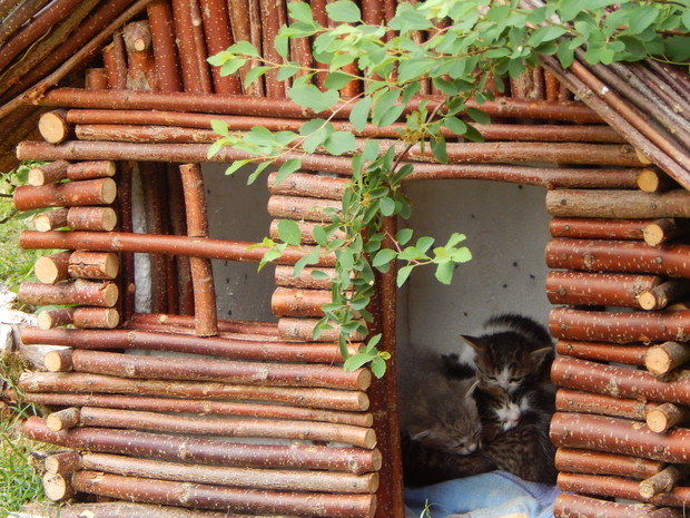 Tymczasem wiosną w Fafusiowej budzie....