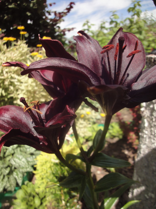 Ulubione kwiaty ,dokupione jesienią ,ślicznie zakwitły 