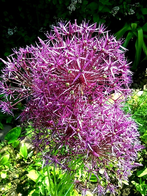 Uwielbiam czosnki ozdobne