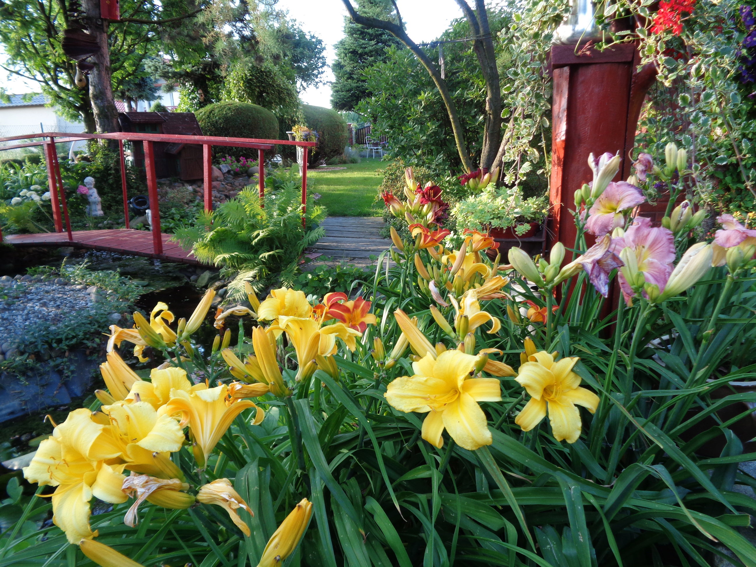 Uwielbiam ten barwny spektakl liliowców....