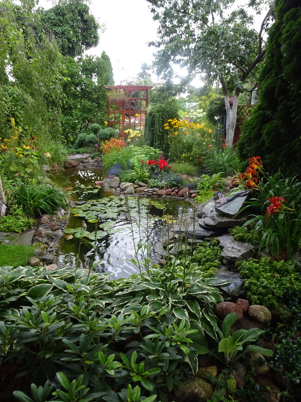 W oczku wodnym rosną jasno i ciemno różowe lilie wodne.