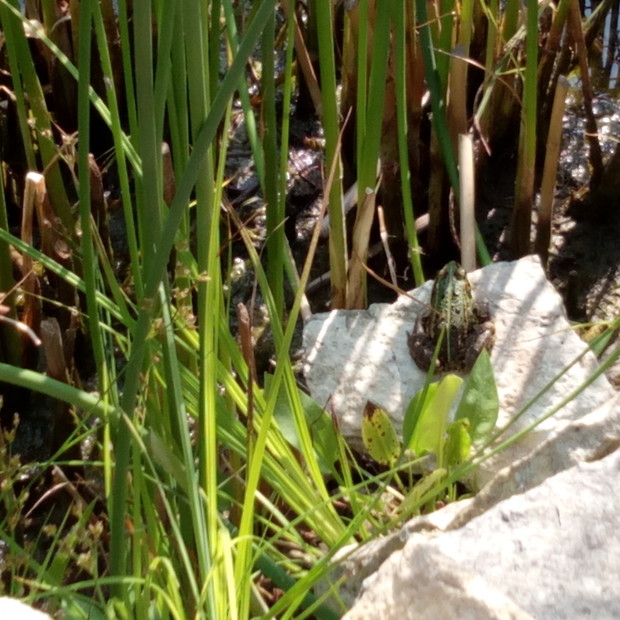 W okresie letnim odbywają się koncerty żab