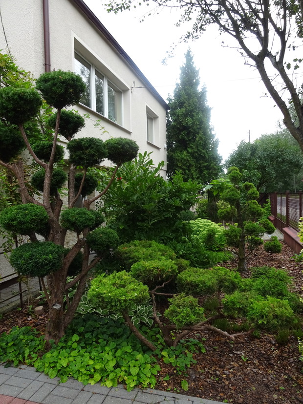 W przedogródku strzyżone przeze mnie chmurki z cisa, jałowca płożącego i świerka conica. Za magnolią gwiaździstą kryją się pnące róże i rozchodnik okazały.