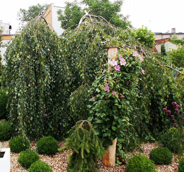 W tle widać Brzozę brodawkowatą "Youngii". Uwielbiam rośliny o takich dziwnych kształtach. W ogrodzie mam kilkanaście takich "dziwaków".