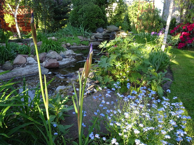 Wczesną wiosną kwitną niezapominajki, które same się wysiewają.