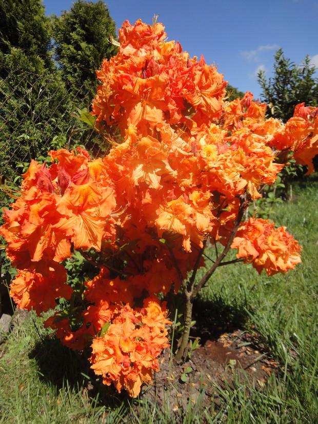 Wczesną wiosną ognisty akcent w moim ogrodzie