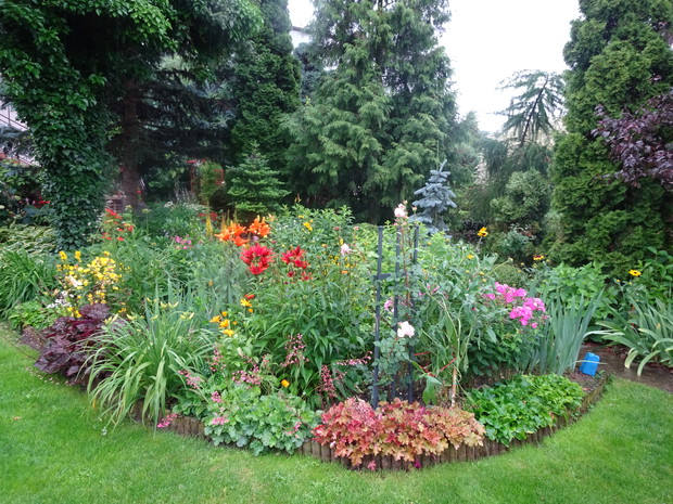 Wczesnym latem zaczyna się robić kolorowo na bylinowej rabacie. Jej obrzeżem są żurawki.