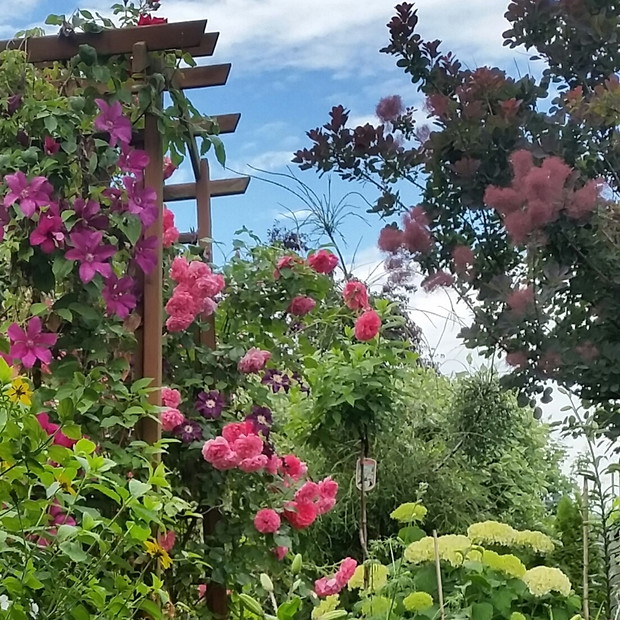  wejście do ogrodu z altaną i bylinami