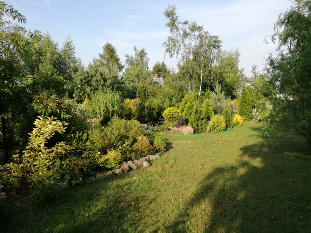 widok z tyłu ogrodu