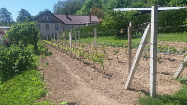 winnica wiosną 2017