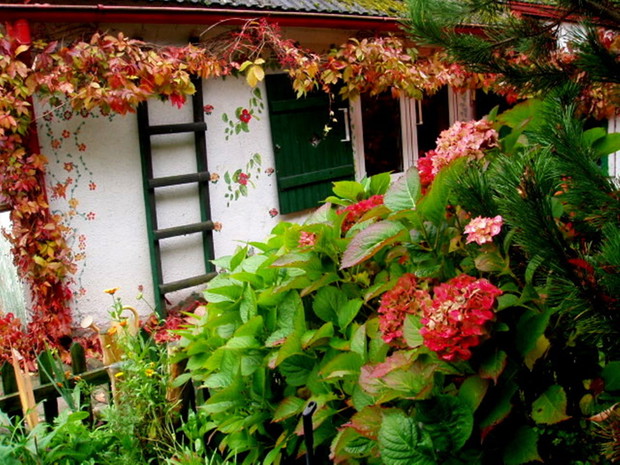 Winobluszcz wokół domu zdobi od wiosny do późnej jesieni.
