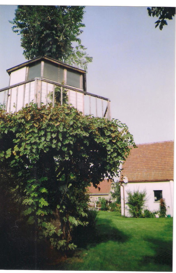 Winogron na domku na jesionie.