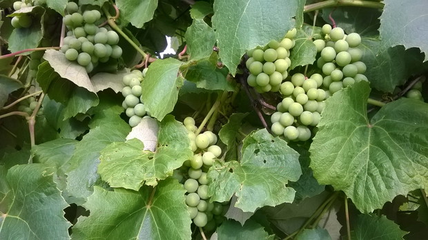 Winogrona jak co roku idealne na przetwory