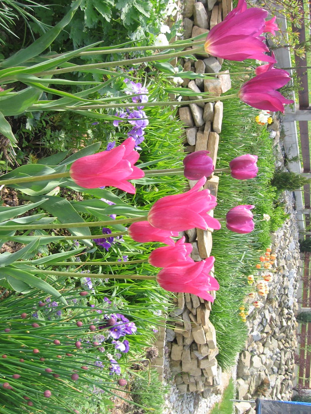 Wiosenny ogród skalny