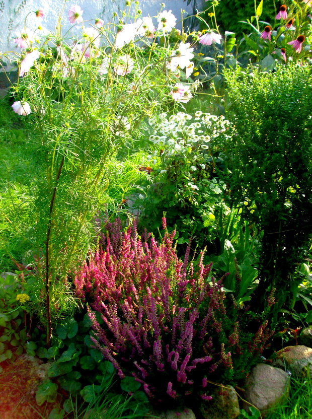 Wrzosy i onętki pełne. Moja ulubiona kompozycja.