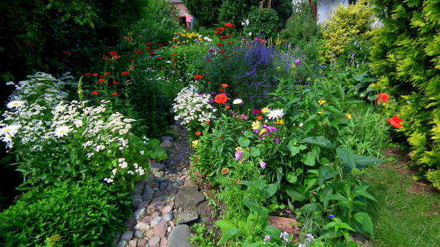 Wszystkie kwiat lipca.