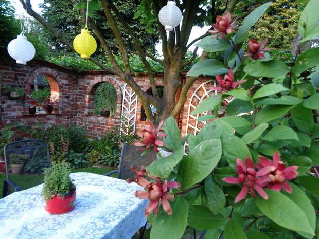 Wystarczy się na chwilę zatrzymać.... i roznosi sie piekny zapach kielichowca
