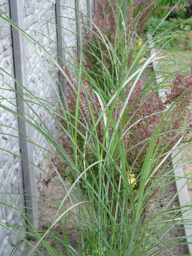 Wzdłuż betonowego płotu rosną naprzemiennie miskanty chińskie Gracillimus, berberysy kolumnowe Red Rocket i berberysy płożące Golden Carpet.