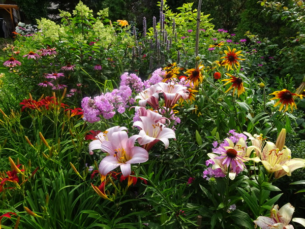 Za pięknie pachnącymi liliami nowy nabytek kłosowiec.