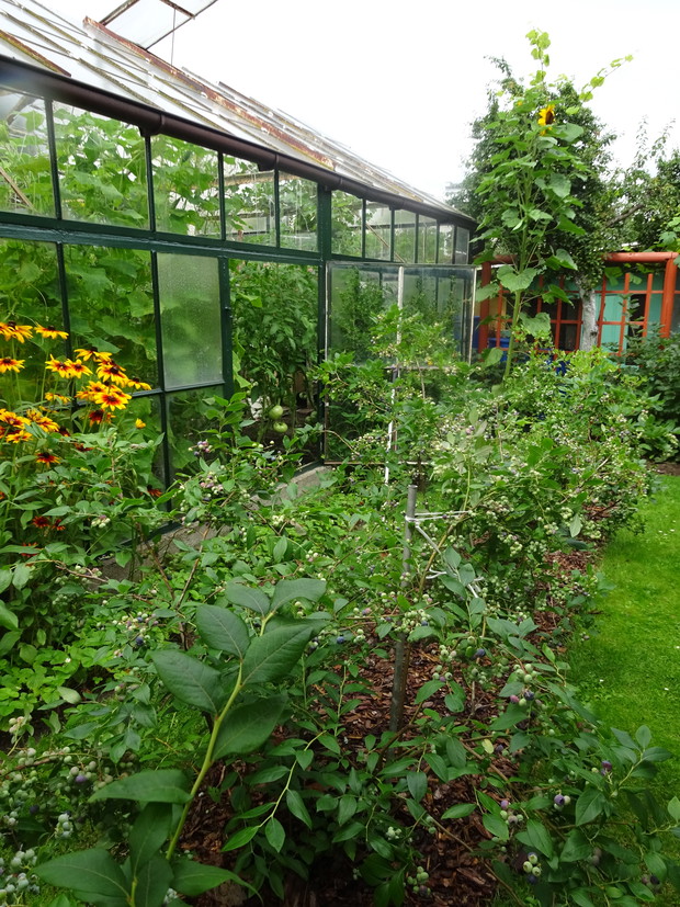 Za szklarnią jagodnik z borówkami, malinami i porzeczkami.