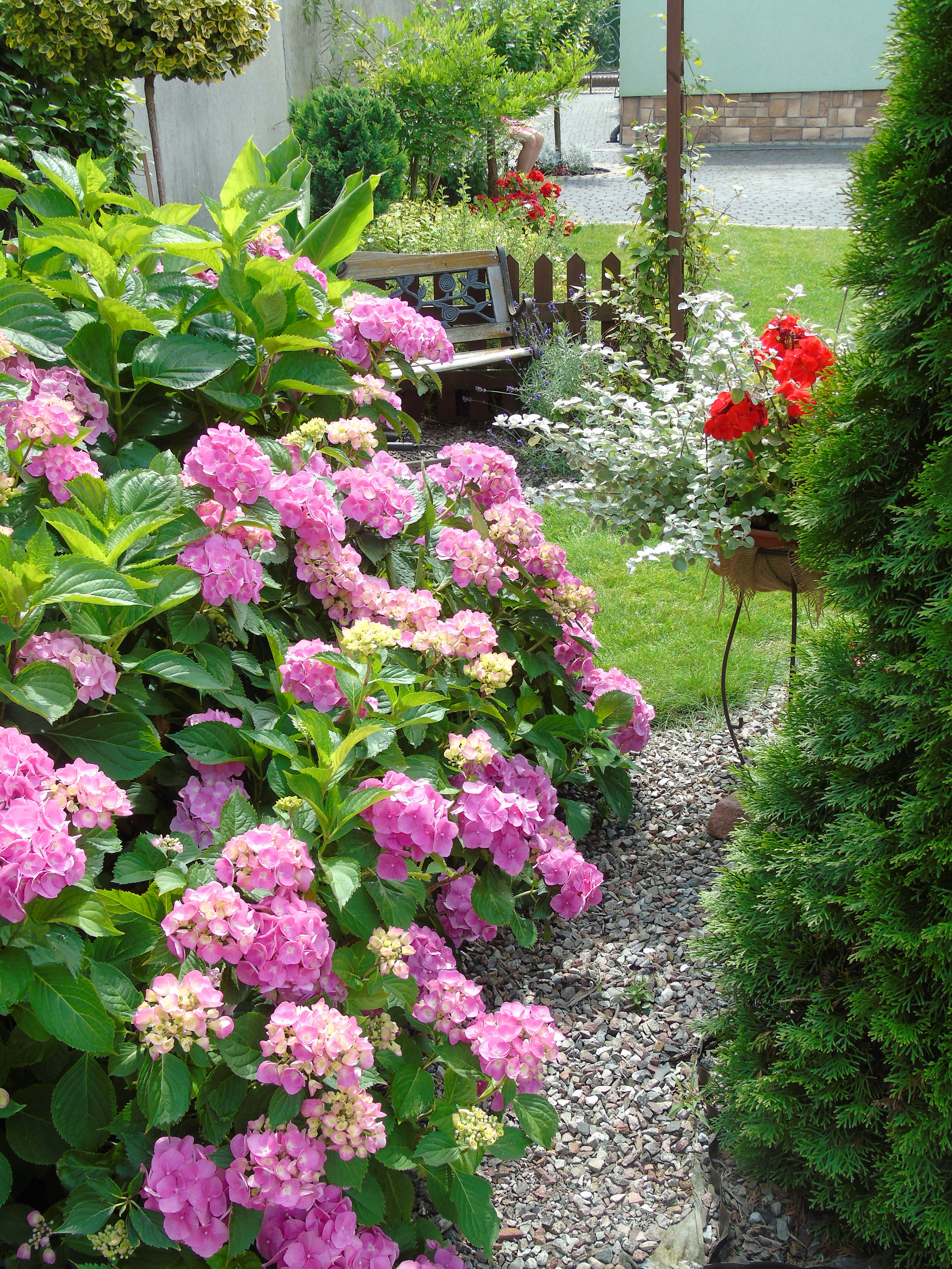 Zakątek wypoczynkowy przy hortensji ogrodowej.