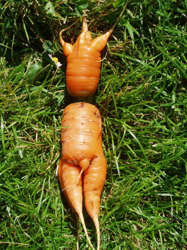 Zbiór marchwi przynosi różne niespodzianki.