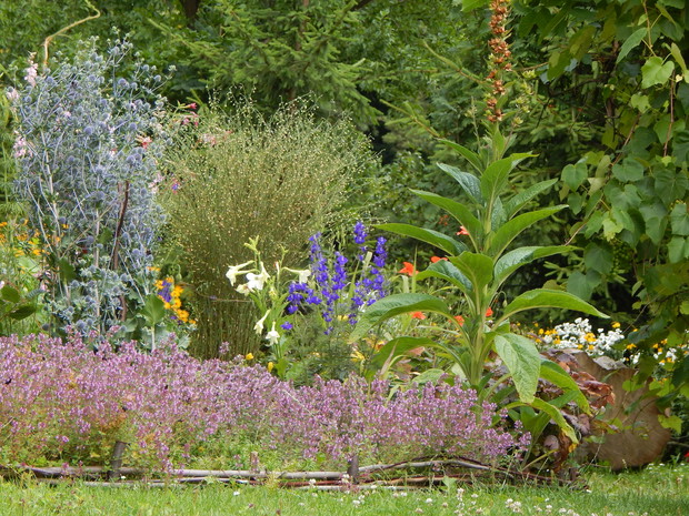 Zbliżając się do domu mijamy kolejną rabatkę...silnie przyciągającą wszystkie fruwające owady