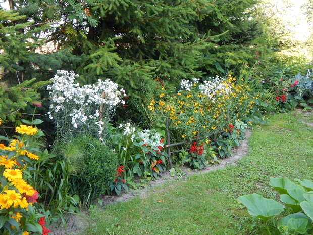 Zerkając za folię jest "ściana" świerkowa"  i trochę kolejnej mieszanki...