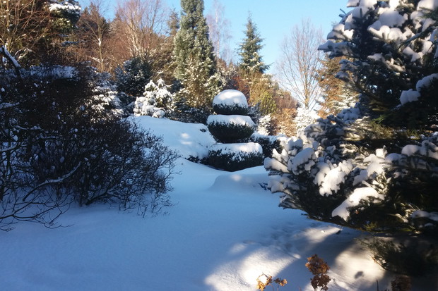 zima w ogrodzie2016-17