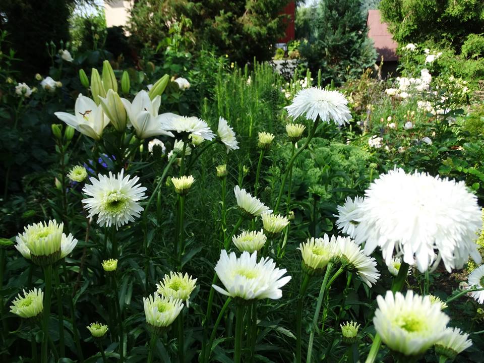 Złocienie Fiona Coghil