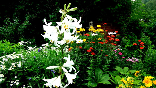 Znowu lilia na tle czerwcowych kwiatów.