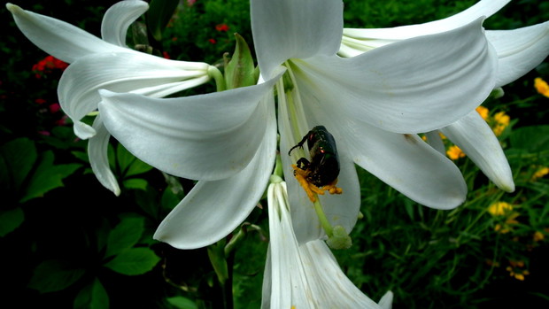 Żuczek też lubi lilie.