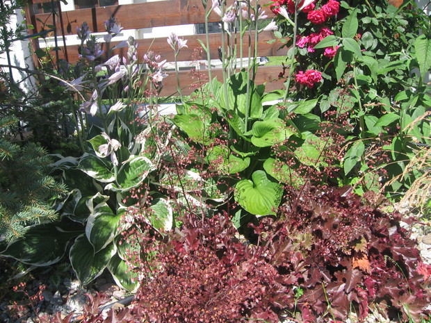 żurawki kontra funkie 