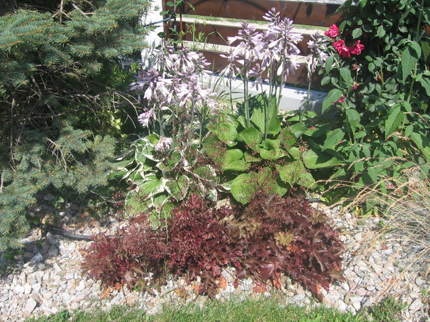 żurawki kontra funkie 