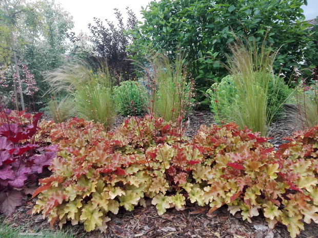 Żurawki - moje ulubione