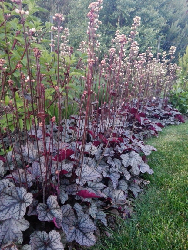 Żurawki w pełnym rozkwicie