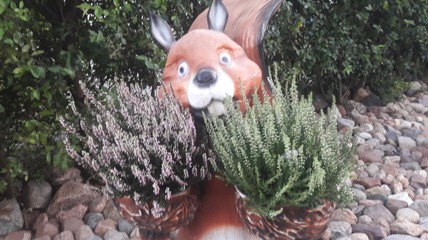 ,,A może zamiast orzechów spróbuję wrzosy?"