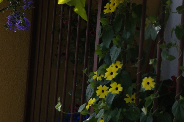 A to inaczej Czarnooka Zuzanna...Zuzia