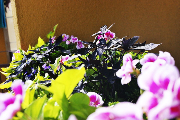 A w skrzynkach Pelargonie rabatowe, wilce i scewola