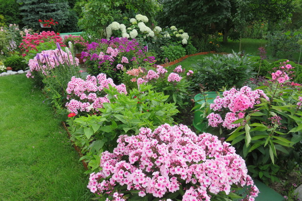 Alejka floks tonie w różnych odcieniach różu i fioletu , swój czar i zapach roztaczają latem.