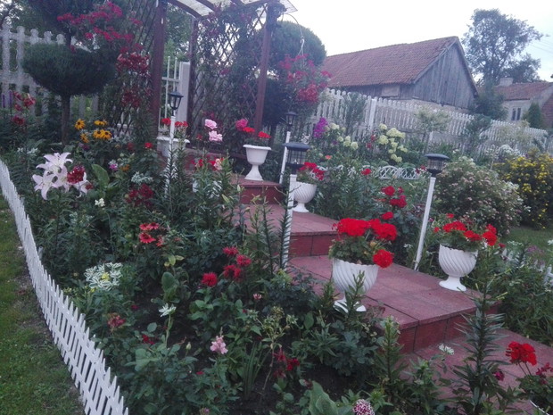 alejka schodowa a na niej w doniczkach pelargonie,na rabatach róże,lilie, pyszno główki,jezowki ,kale a także juki