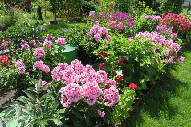 Alejki z floksami ciąg dalszy.