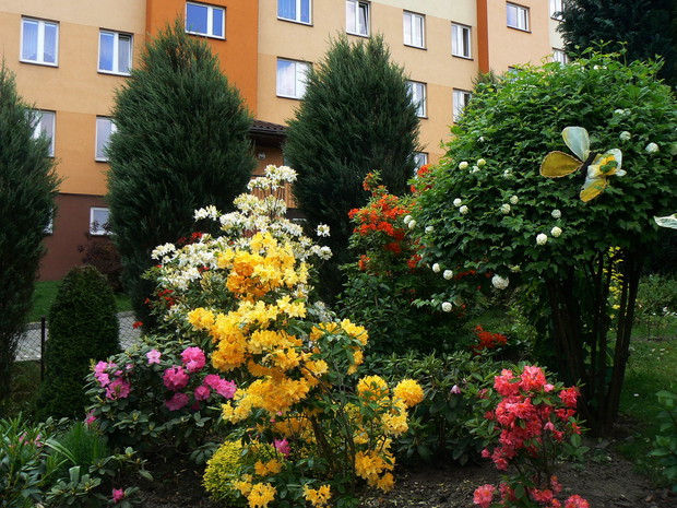 Azalie w kolorach tęczy.